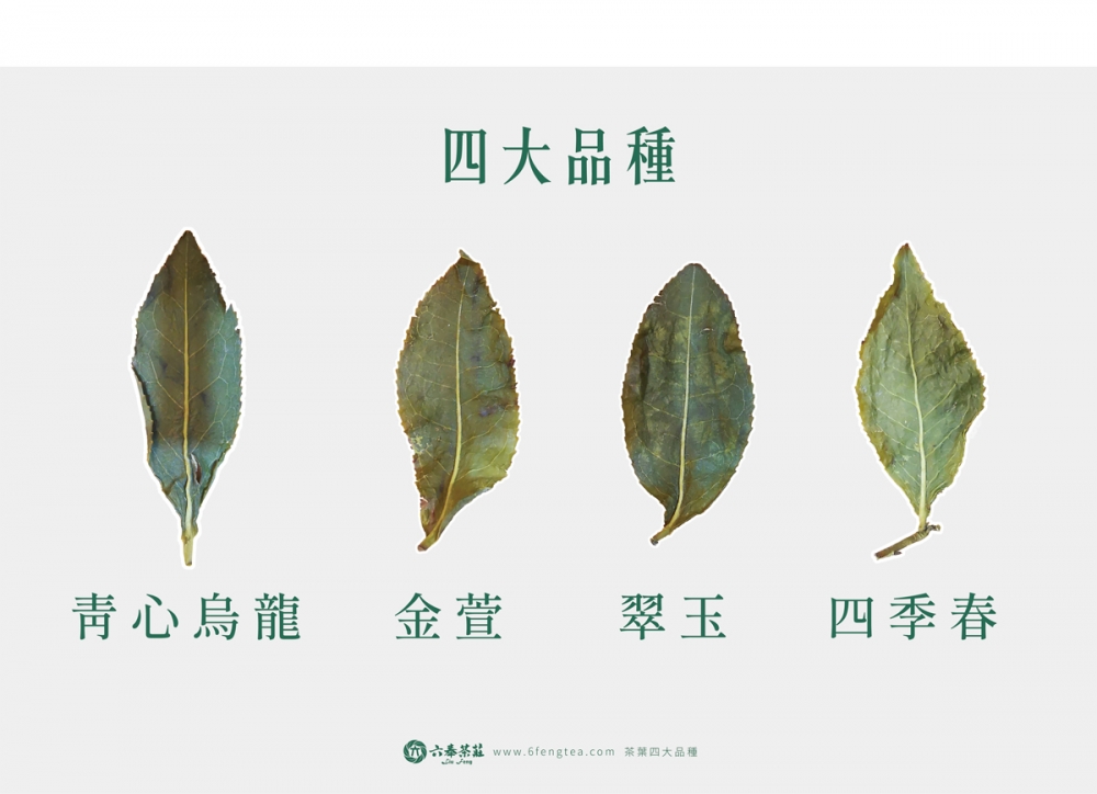 六奉茶學#014-茶葉的四大品種