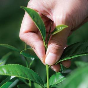 六奉茶學#025-泡茶用什麼水?軟水、硬水搞不清楚,簡單分享水質怎麼看! Logo圖片