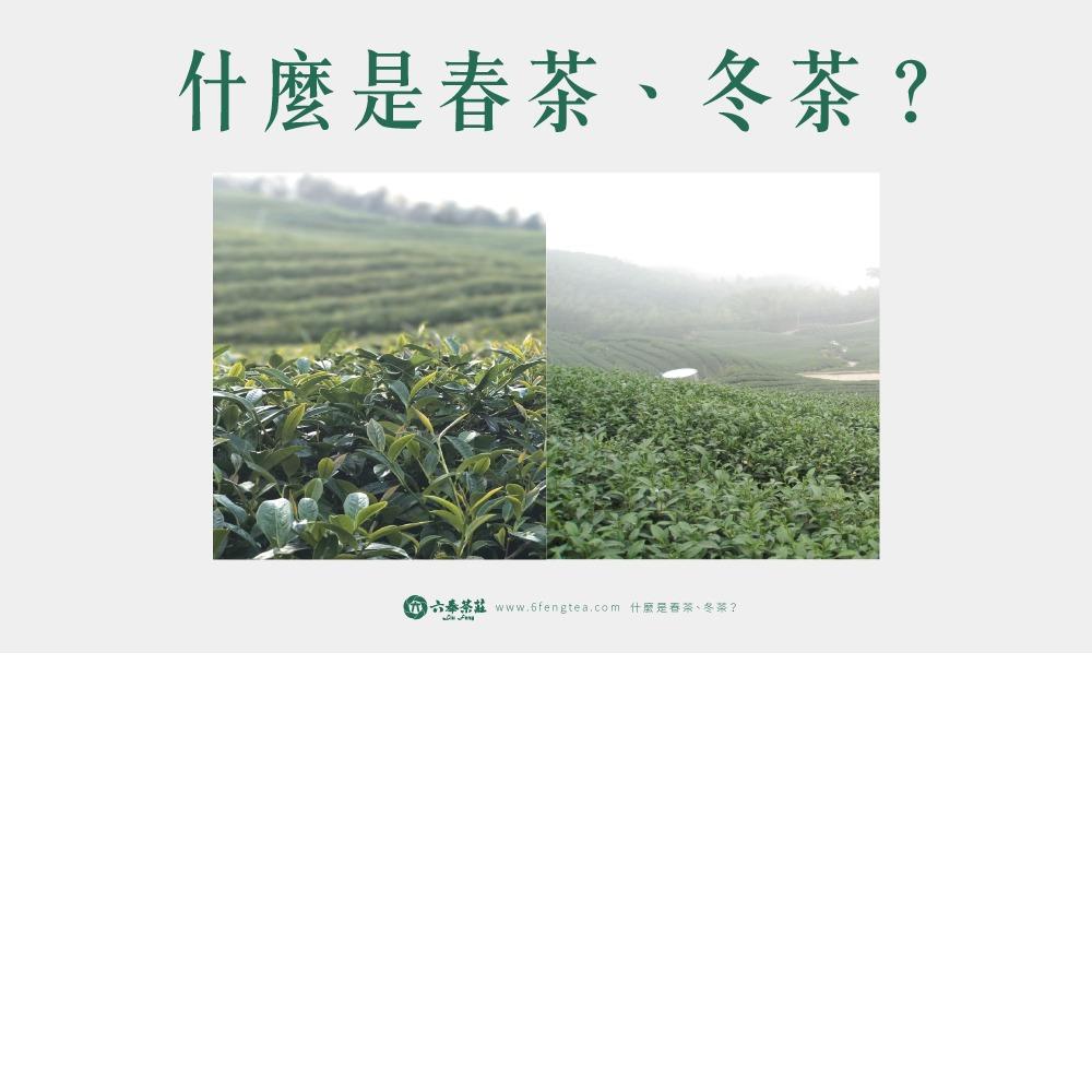 六奉茶學#030-什麼是春茶、冬茶？詳細採收日期及茶湯差異性分享~