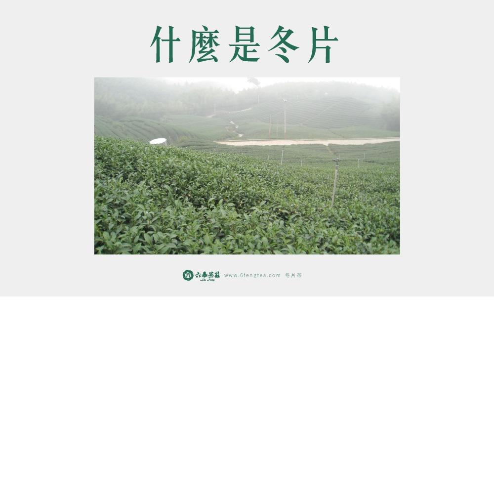 六奉茶學#033-什麼是冬片？購買冬片茶應該要注意的地方？