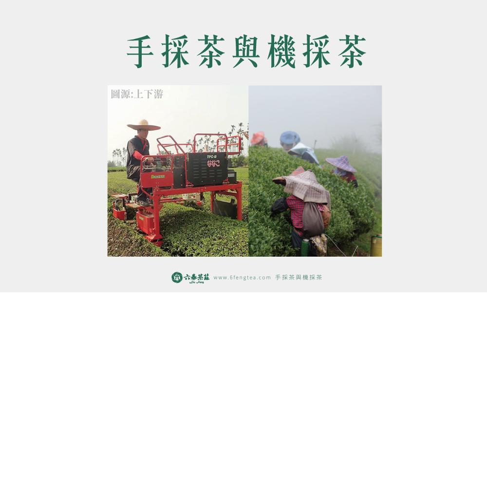 六奉茶學#048-品茶師預測！未來台灣高山採茶趨勢！分析手採茶以及機採茶的優缺點