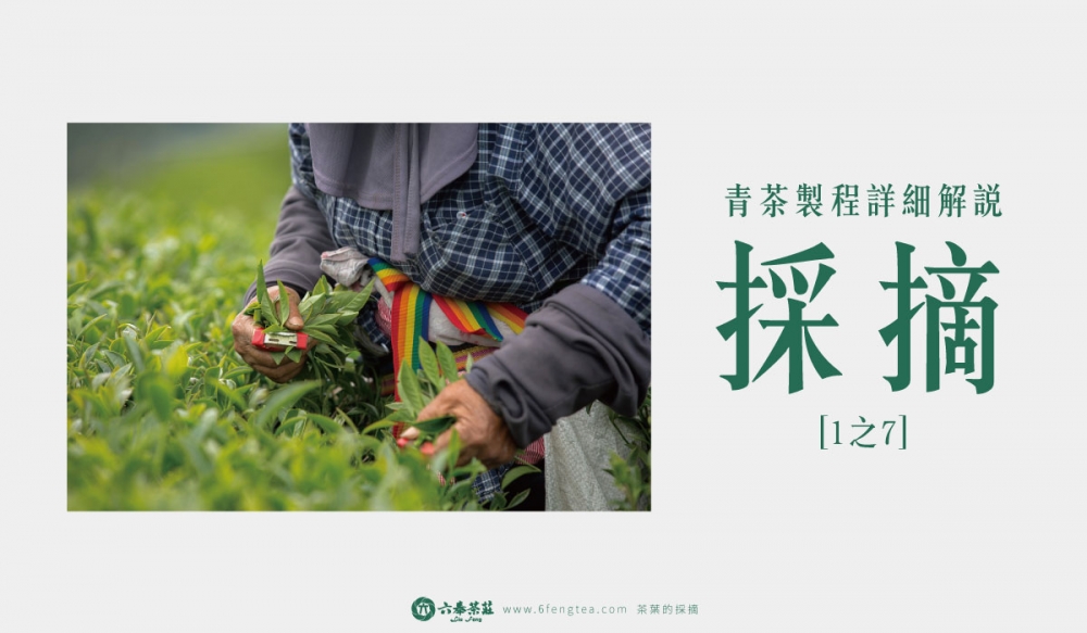 六奉茶學#003-茶葉的採摘，認識採茶的流程與工具