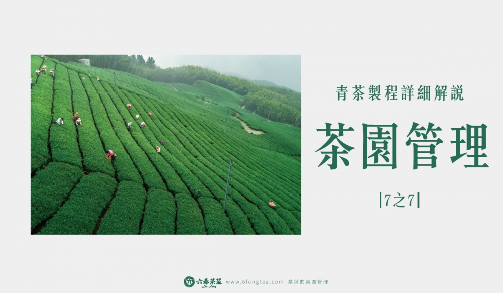 六奉茶學#009-台灣烏龍茶製程07-茶園管理：成就好茶最重要的一環